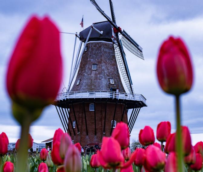 Голландия + Королевский парк Цветов